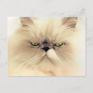 Postales para gatos persas