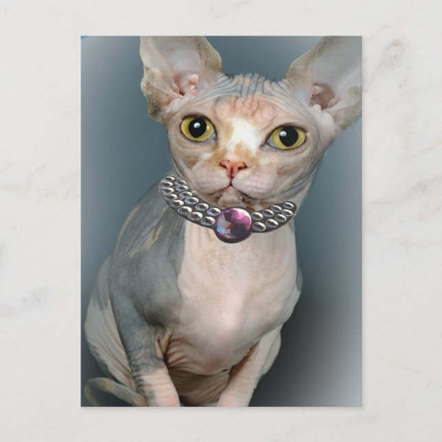 Postales para gatos Sphynx (Anverso)
