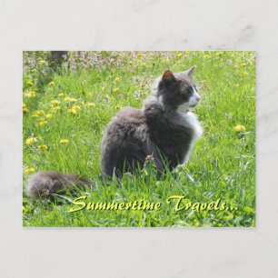 Postales para gatos Sunshine