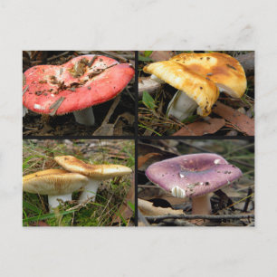 Postales para hongos