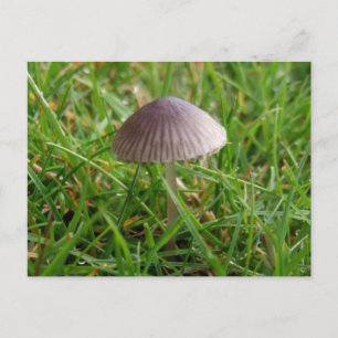 Postales para hongos