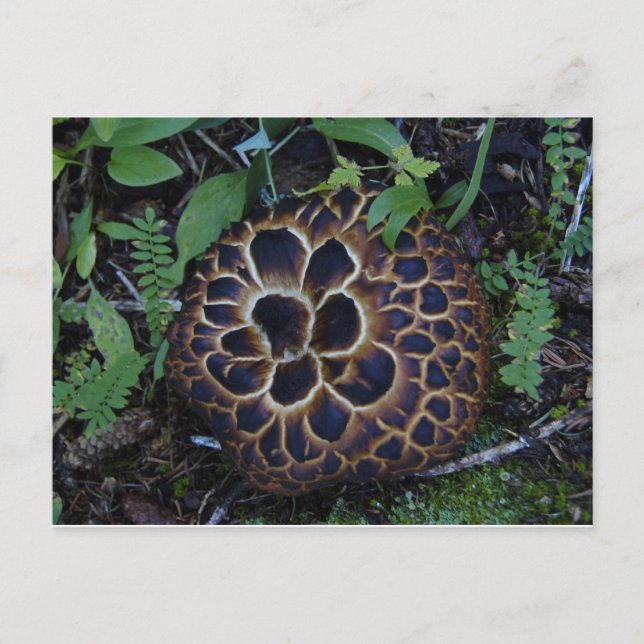 Postales para hongos (Anverso)