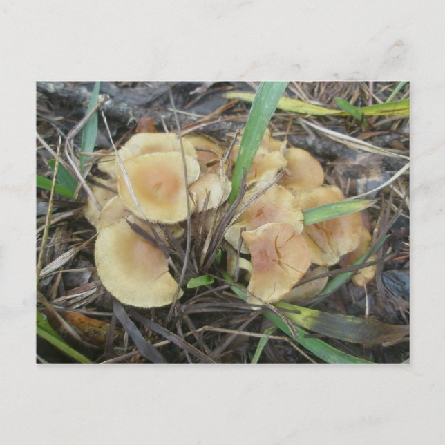 Postales para hongos amarillos (Anverso)