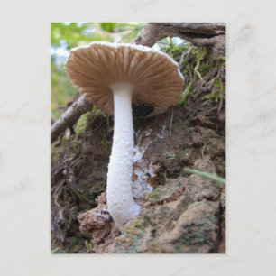 Postales para hongos blancos