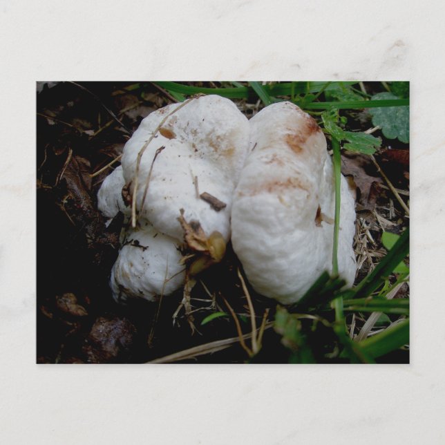 Postales para hongos Blobs blancos (Anverso)