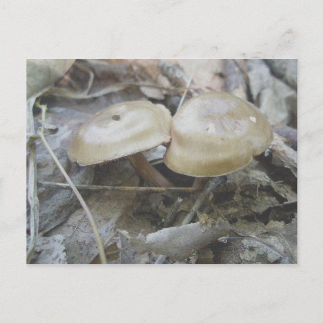 Postales para hongos Brown Duo (Anverso)