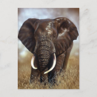 Postales para impresiones de toros de elefante