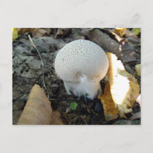 Postales para la Mushroom de Puffball