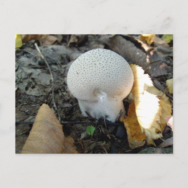 Postales para la Mushroom de Puffball (Anverso)