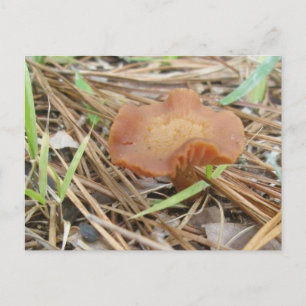 Postales para la zona de hongos de pequeño Naranja