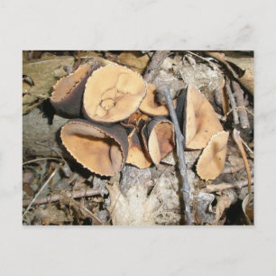 Postales para mosquitos de la copa