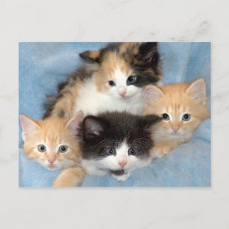 Postales para naranja, Calico y Kitts blancos y ne