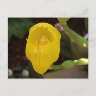 Postales para orquídeas amarillas