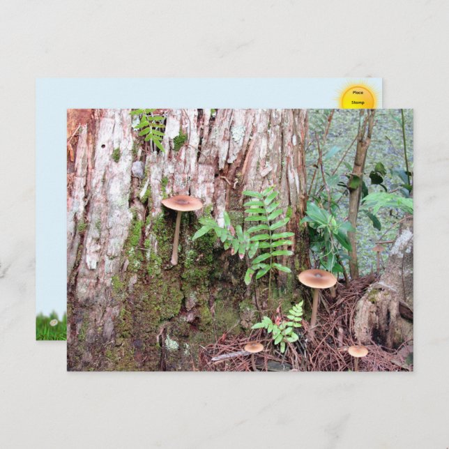 Postales para pequeñas setas (Anverso / Reverso)