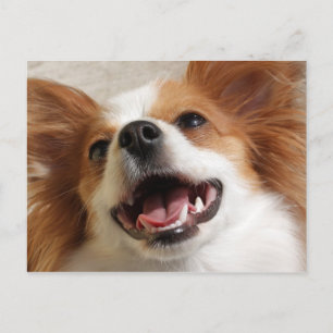 Postales para perros de Papillon riéndose