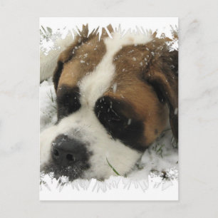 Postales para perros de St Bernard