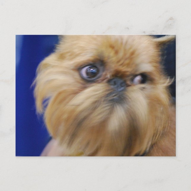 Postales para perros griffon de Bruselas (Anverso)