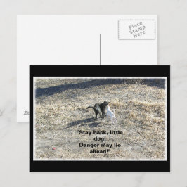 Postales para perros pequeños