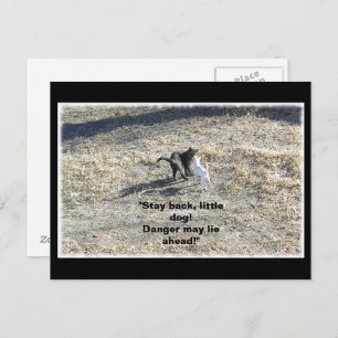 Postales para perros pequeños
