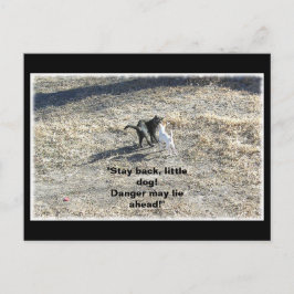 Postales para perros pequeños