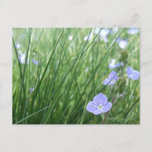 Postales para pradera de flores
