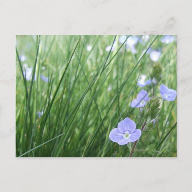 Postales para pradera de flores (Anverso)