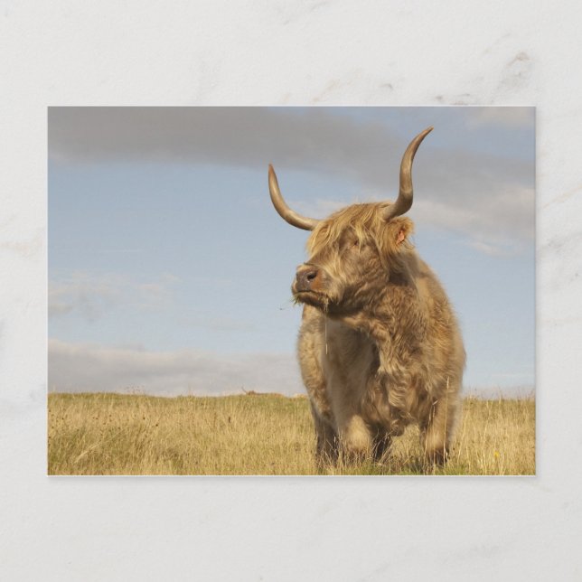 Postales para vacas escocesas (Anverso)