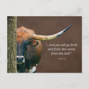 Postales para vacas longandesas de Texas - Fácilme