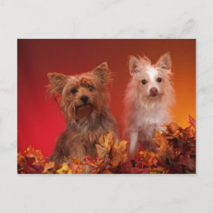 Postales para Yorkie y Friends