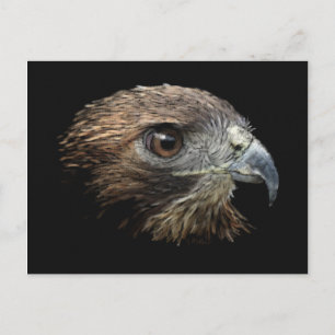 Postales pastel de halcón de cola roja