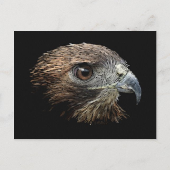 Postales pastel de halcón de cola roja (Anverso)
