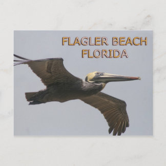 Postales pelícticas de Flagler Beach