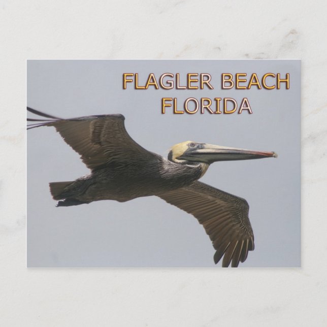 Postales pelícticas de Flagler Beach (Anverso)