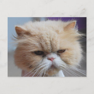 Postales Persas Persas Purr-Persian Cat