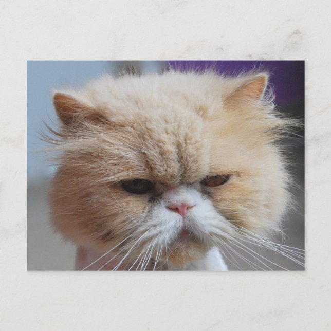 Postales Persas Persas Purr-Persian Cat (Anverso)