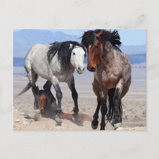 Postales rápidas y curiosas (Anverso)