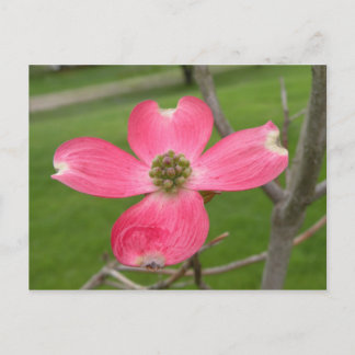 Postales Red Dogwood