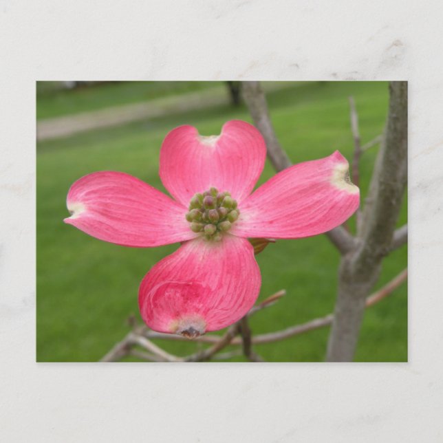 Postales Red Dogwood (Anverso)