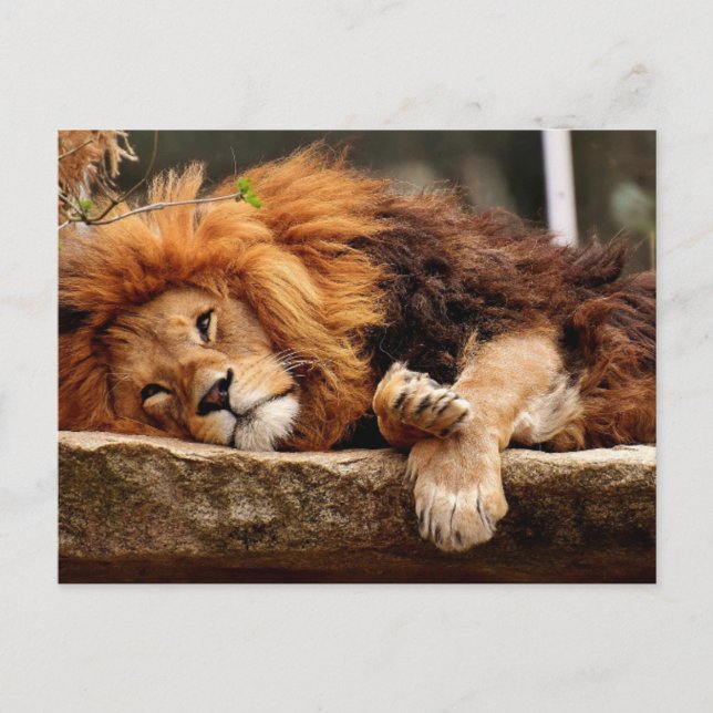 Postales RELAJANTES DE LION (Anverso)
