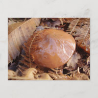 Postales resbaladizas de Jack Mushroom