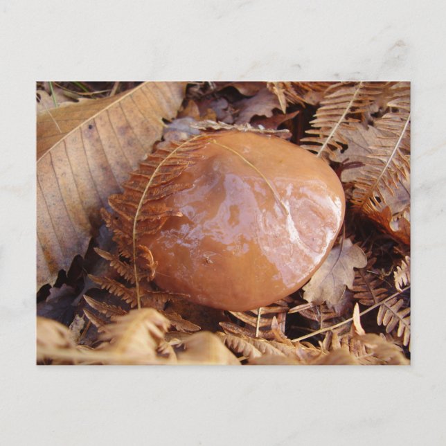 Postales resbaladizas de Jack Mushroom (Anverso)