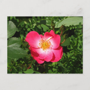 Postales Rosa salvajes de verano, recuerdos de inv