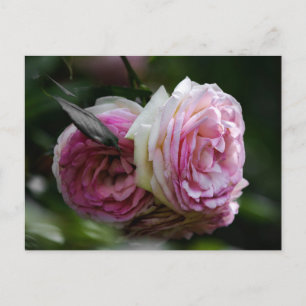 Postales Rosas Rosadas - Dueto Sonrojado