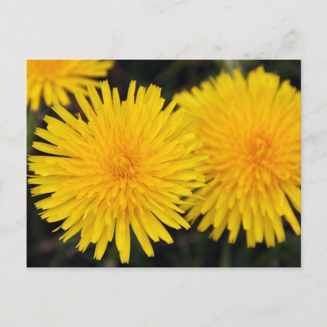 Postales rusas de flores de Dandelion amarillo (Anverso)