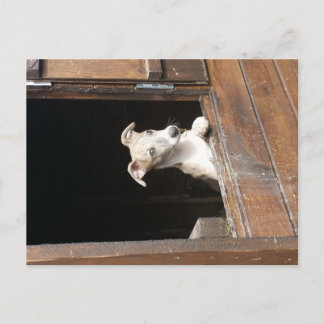 Postales rusas de Whippet