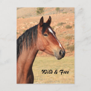 Postales salvajes y libres de Mustang