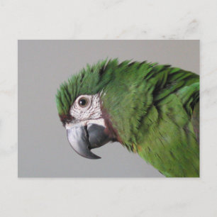 Postales severas de Macaw