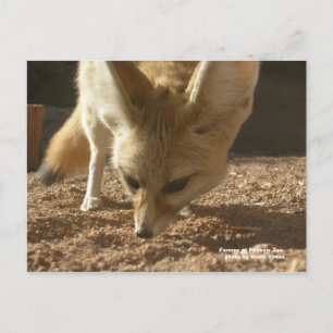 Postales silvestres - Fennec