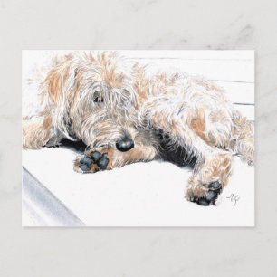 Postales Sleepe Labradoodle
