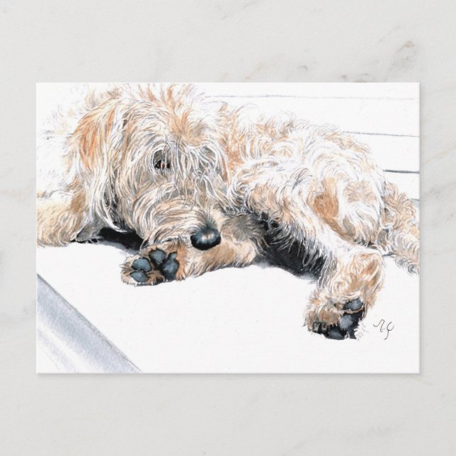 Postales Sleepe Labradoodle (Anverso)